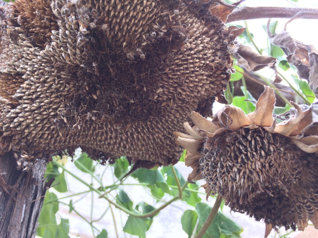 mammoth-sunflower-seeds-texas-hill-country-garden