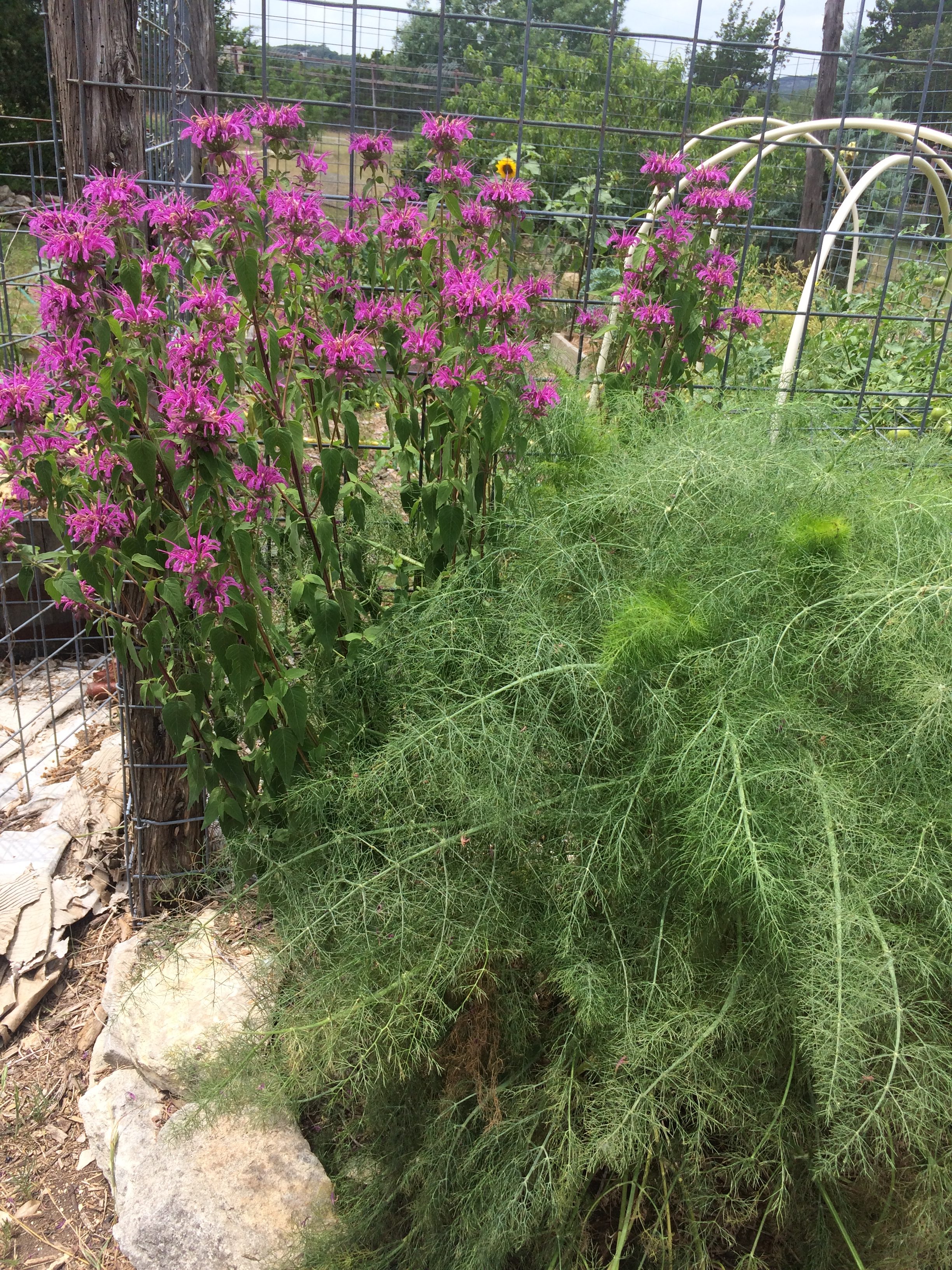 bee balm plant