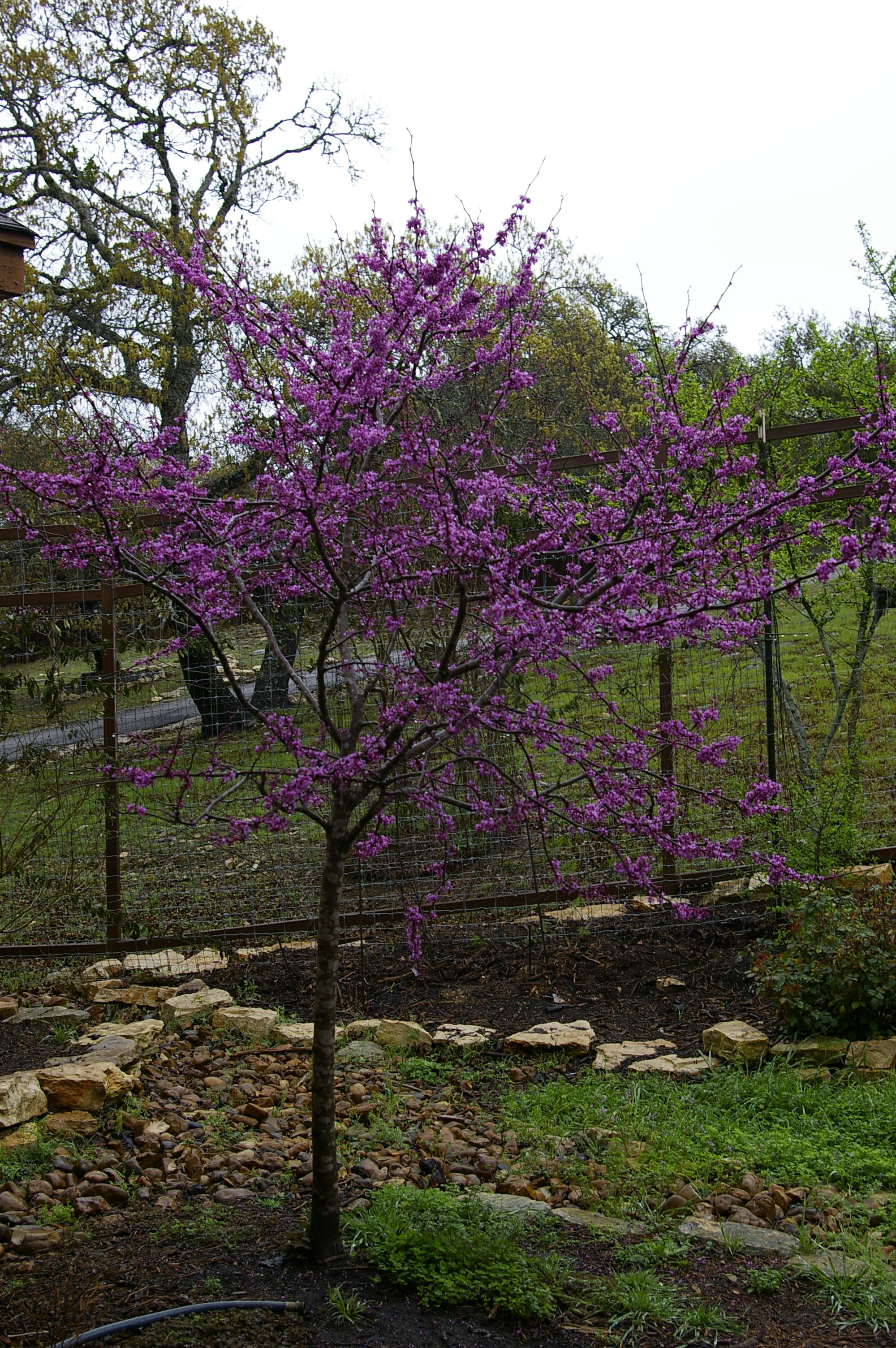 Texas Red Bud tree – Texas Hill Country Garden