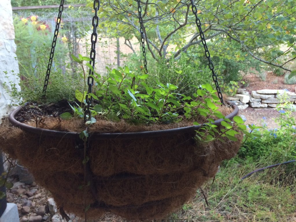 Hanging basket of herbs - Texas Hill Country Garden