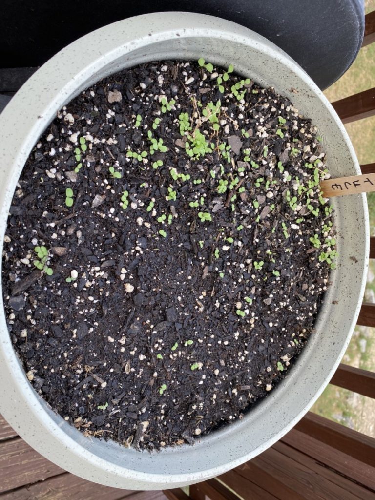 Crawford Lettuce and Romain Lettuce - Texas Hill Country Garden