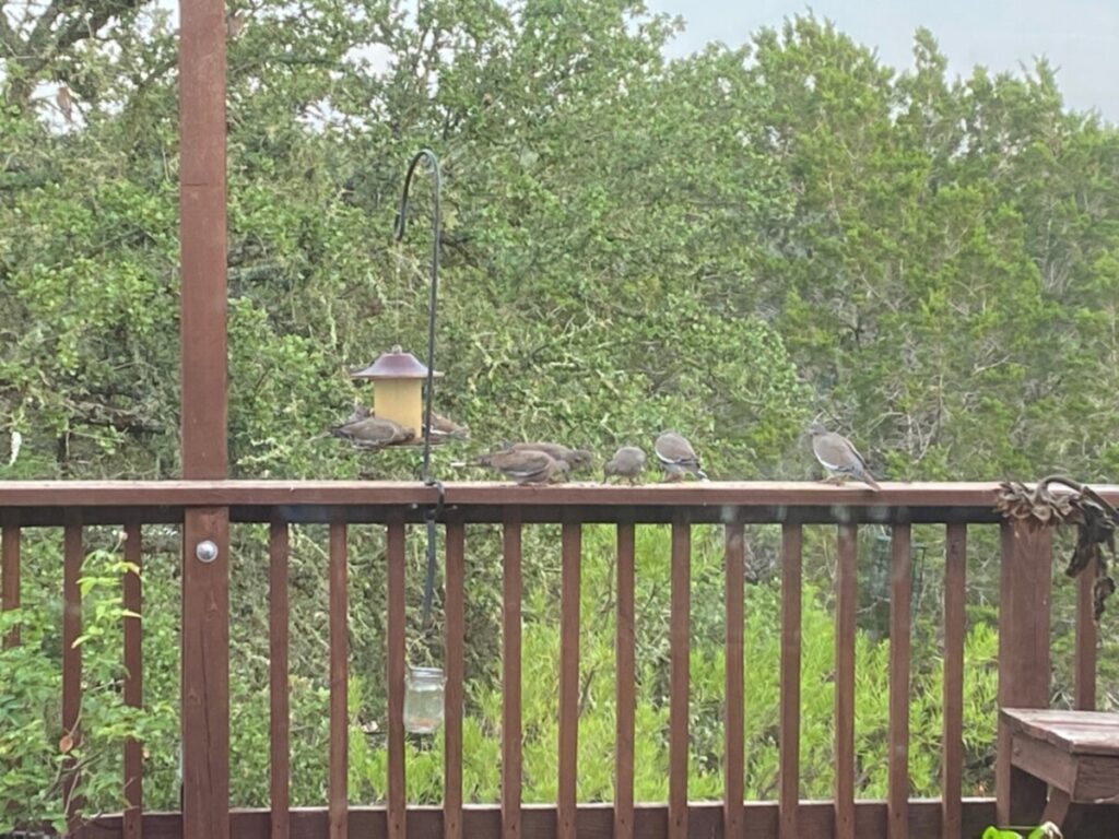 Opening day of dove season Texas Hill Country Garden