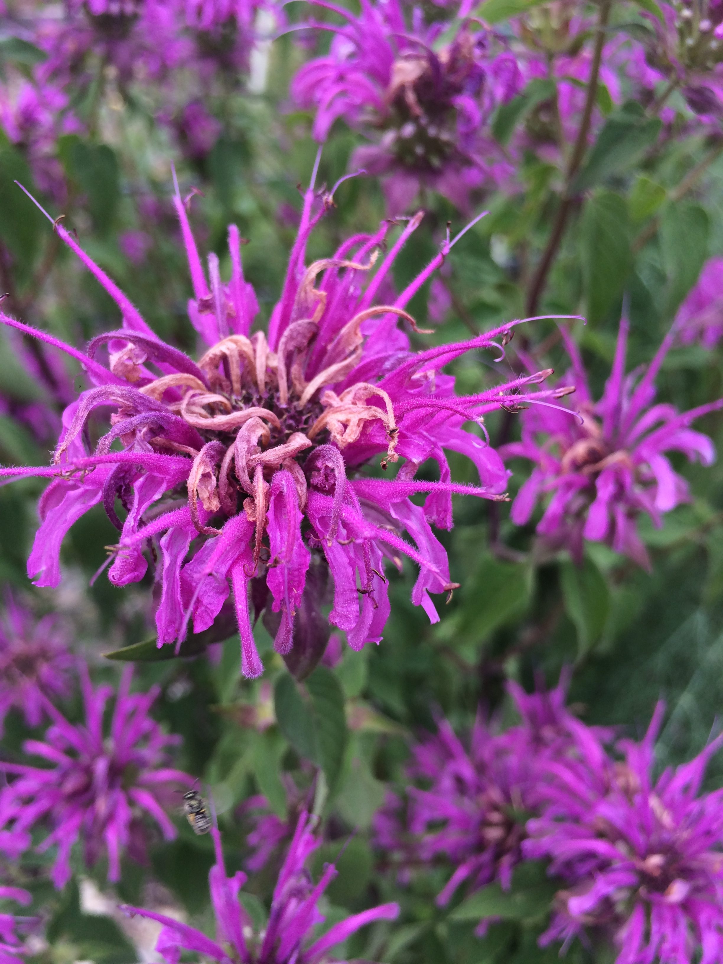 Bees love bee balm – Texas Hill Country Garden